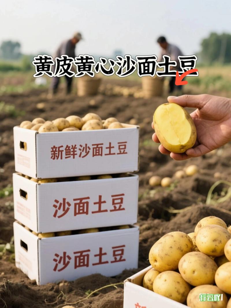 2025广东土豆价格会涨还是跌?-图3 2025广东土豆价格会涨还是跌?-图3