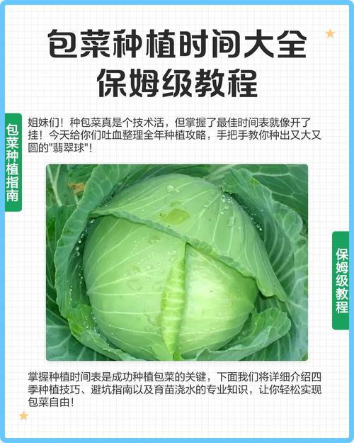 南方包心菜种植技术有哪些关键要点?-图1 南方包心菜种植技术有哪些关键要点?-图1