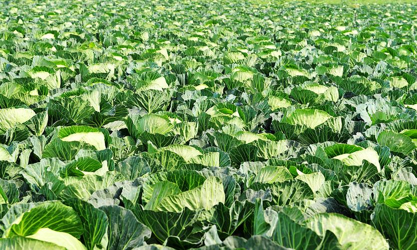 南方包心菜种植技术有哪些关键要点?-图2 南方包心菜种植技术有哪些关键要点?-图2