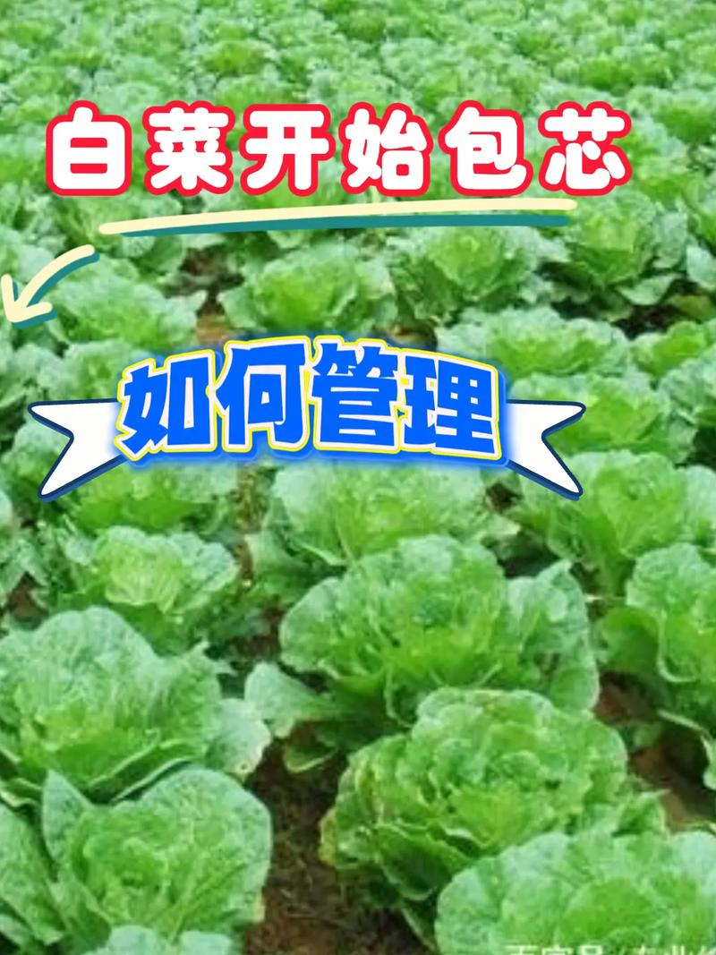 南方包心菜种植技术有哪些关键要点？-图3