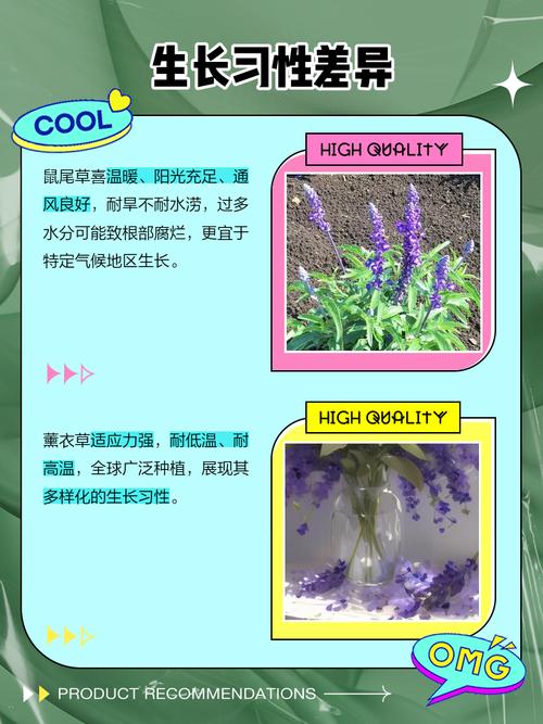 鼠尾草与薰衣草，价格差异因何大？-图1