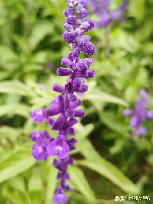 鼠尾草与薰衣草，价格差异因何大？-图3