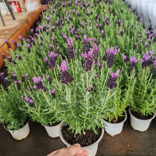 鼠尾草与薰衣草，价格差异因何大？-图2