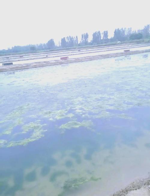 泉水养殖大闸蟹,如何攻克技术难点?-图2 泉水养殖大闸蟹,如何攻克技术难点?-图2