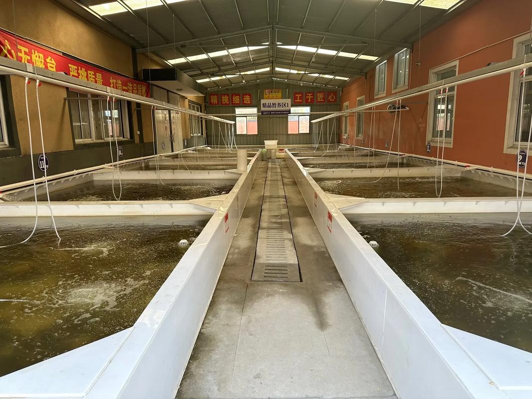 泉水养殖大闸蟹,如何攻克技术难点?-图3 泉水养殖大闸蟹,如何攻克技术难点?-图3