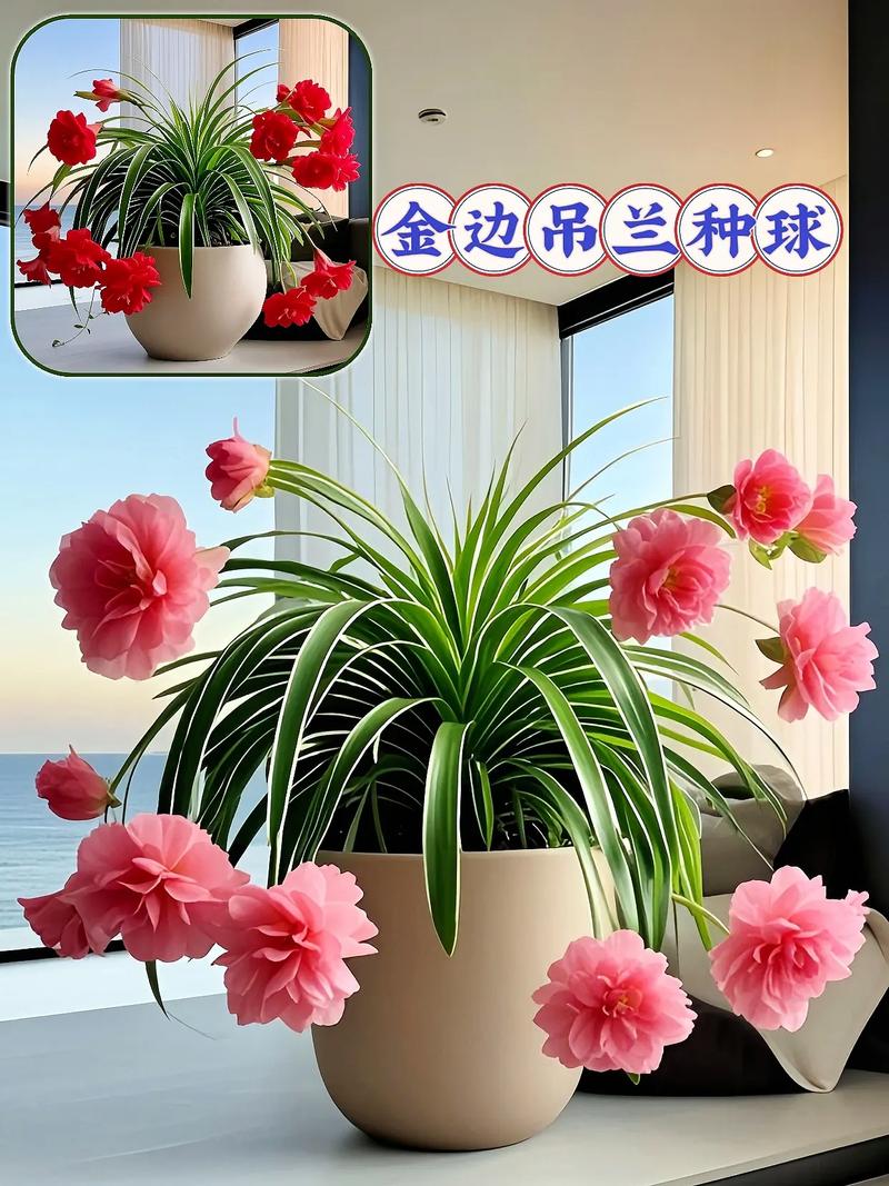 吊兰有哪些常见品种？-图1