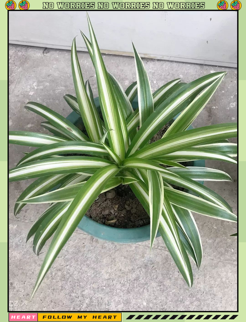 吊兰有哪些常见品种？-图3