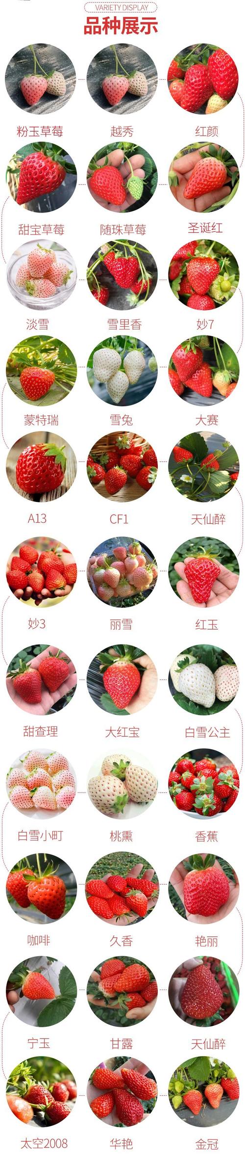 草莓哪个品种口感最好？-图2
