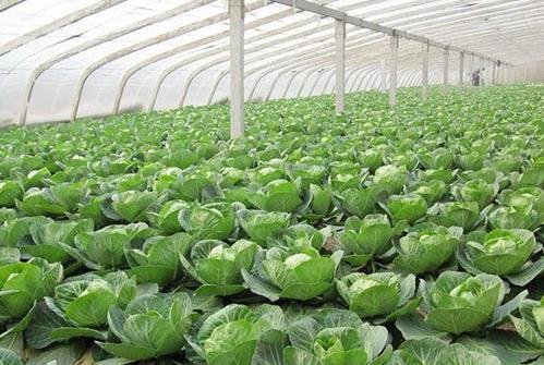 大棚早春甘蓝怎么种才能高产？-图1
