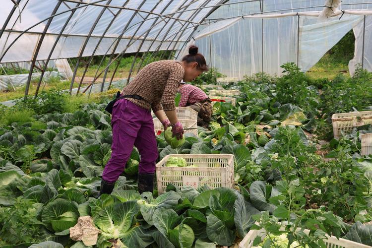 大棚早春甘蓝怎么种才能高产？-图2