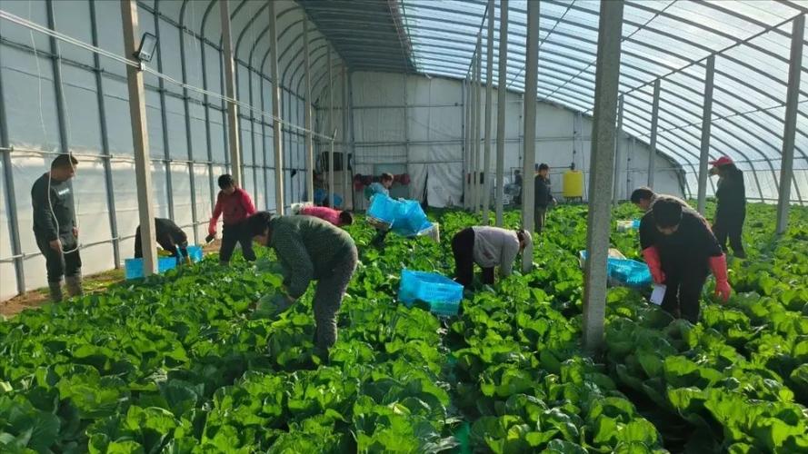 大棚早春甘蓝怎么种才能高产？-图3