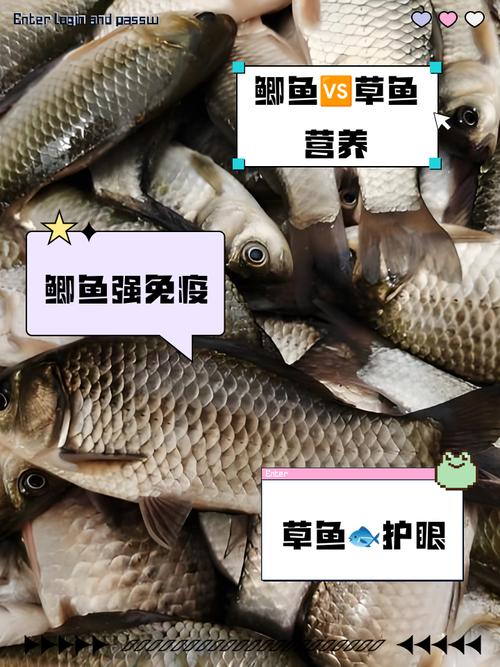 草鱼鲫鱼混养，池塘如何高效管理？-图1