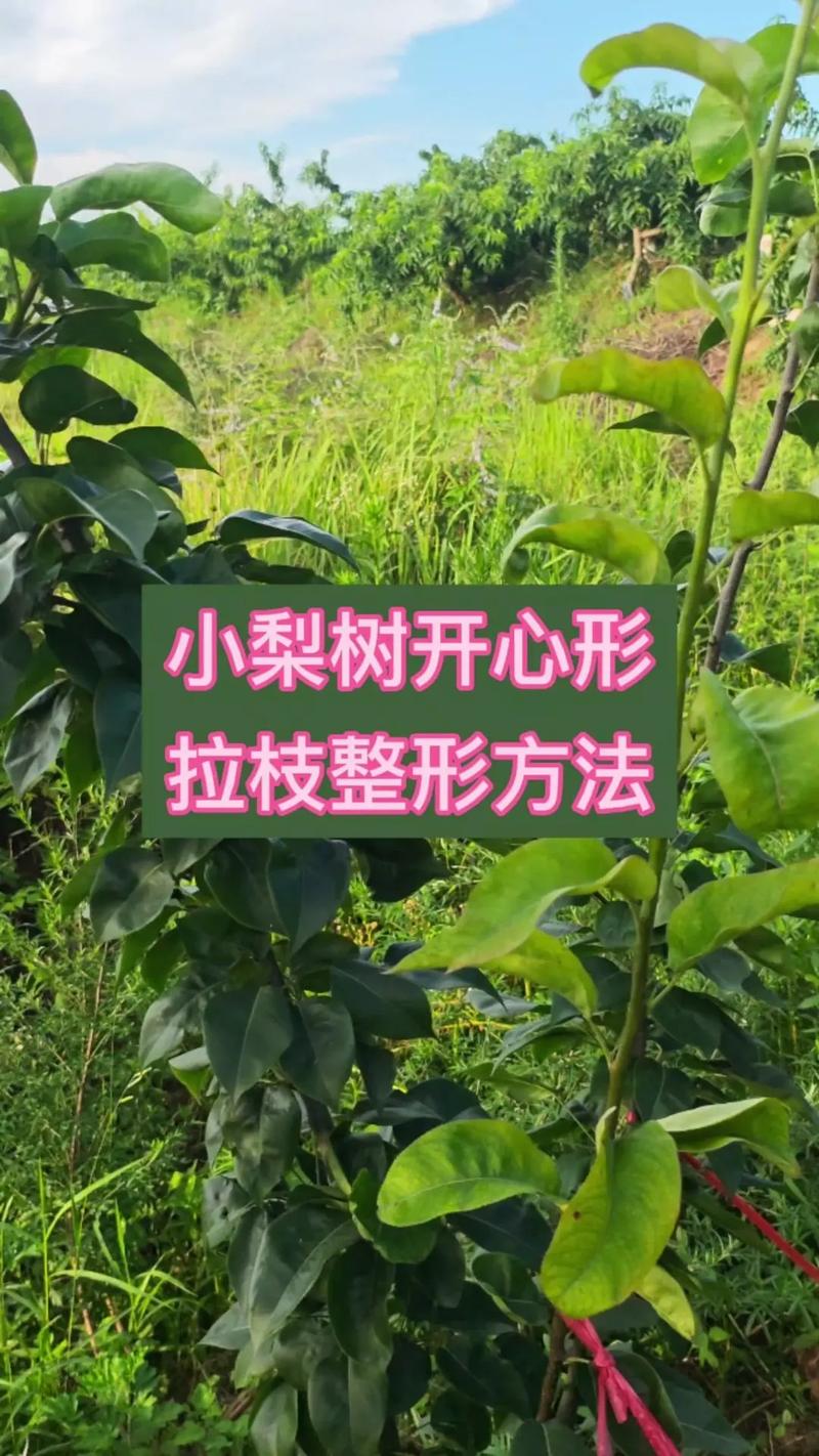 梨树整形修剪视频，新手怎么学？-图2