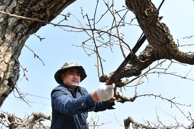 梨树整形修剪视频，新手怎么学？-图3