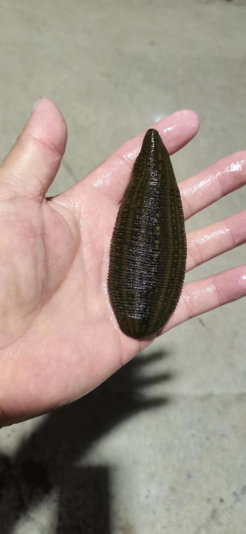 2025年蚂蟥价格会涨还是跌？-图1