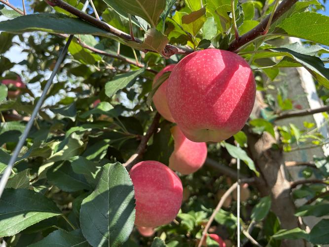 早熟苹果品种有哪些？-图3