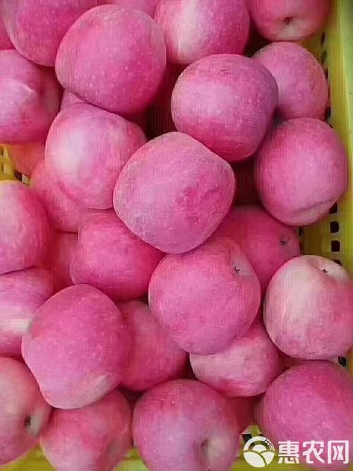 早熟苹果品种有哪些？-图2