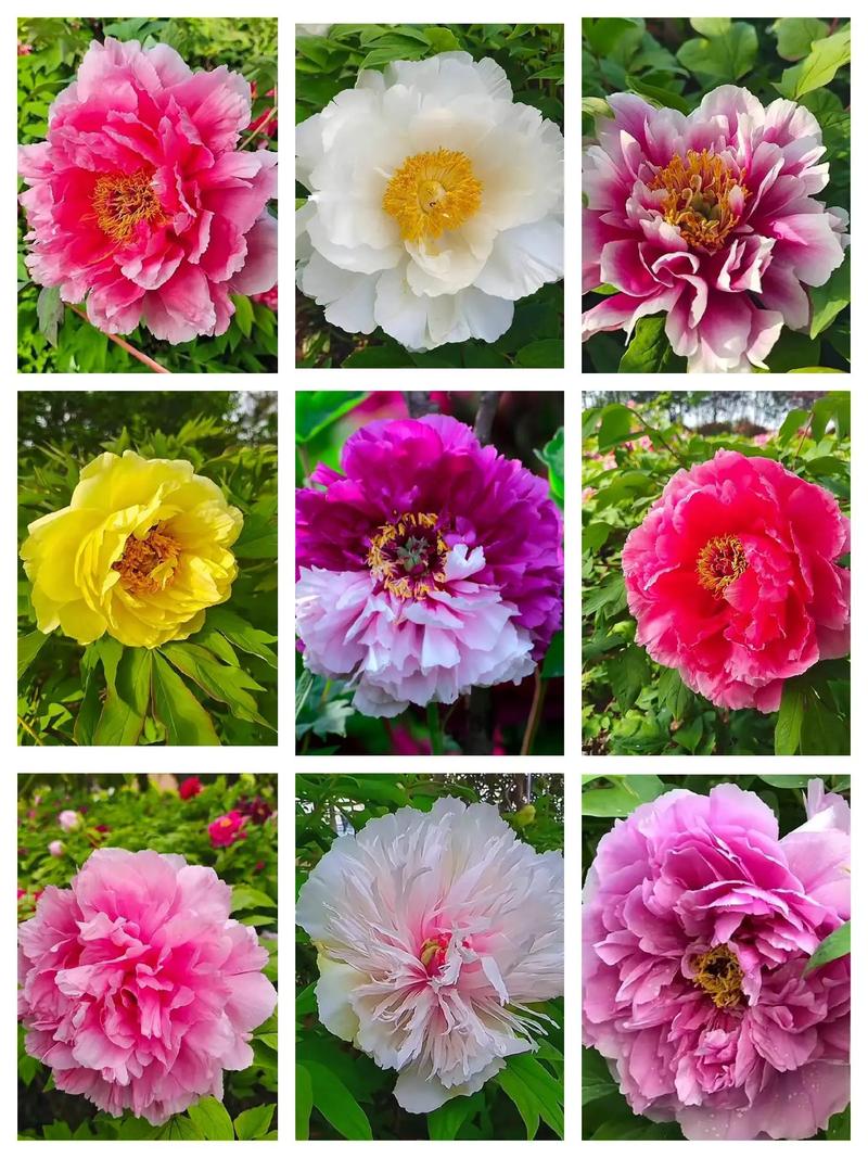 哪些牡丹名贵品种最值得观赏?-图2 哪些牡丹名贵品种最值得观赏?-图2