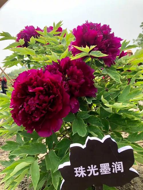 哪些牡丹名贵品种最值得观赏?-图3 哪些牡丹名贵品种最值得观赏?-图3