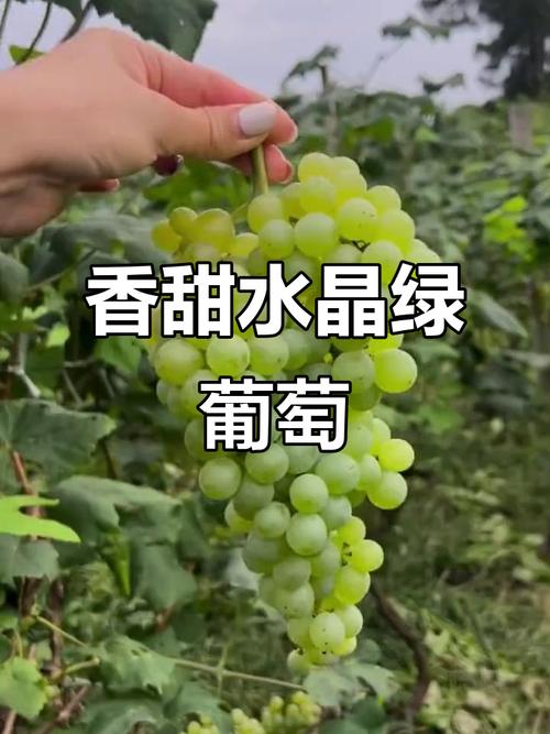 绿色葡萄有哪些常见品种？-图2
