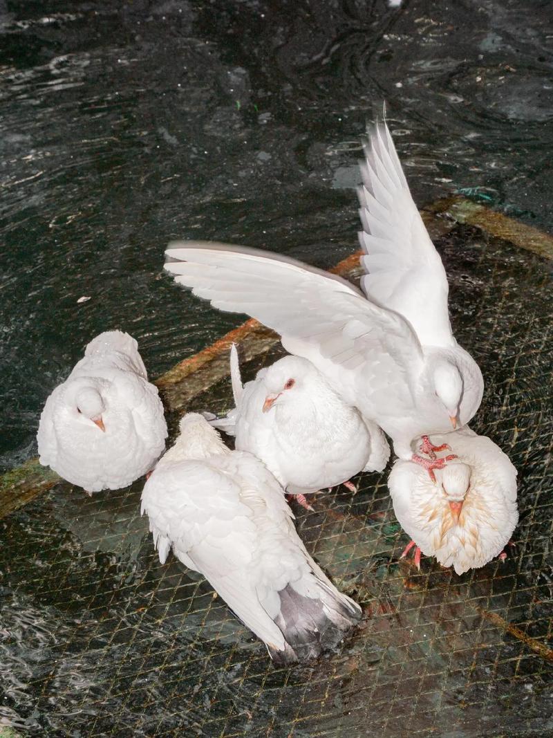 冬天鸽子养殖技术视频有哪些要点?-图3 冬天鸽子养殖技术视频有哪些要点?-图3