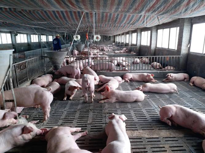 农村养猪技术视频，怎么播放最有效？-图1