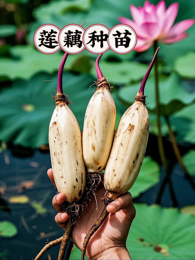 哪种莲藕品种最贵？-图1