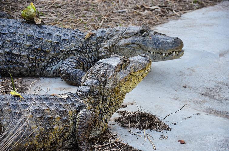 鳄鱼养殖品种怎么选？-图3
