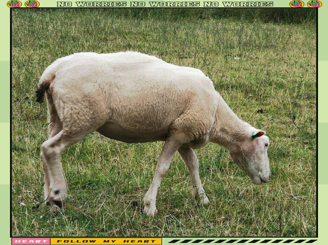 什么品种母羊干净？-图3