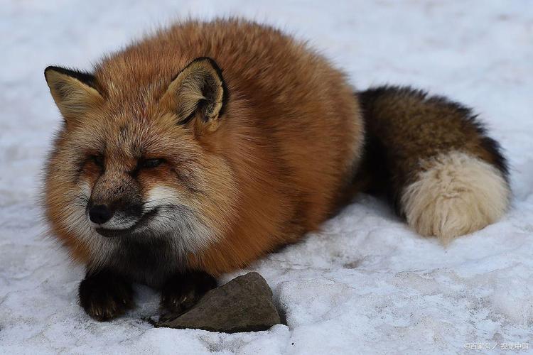 貉子品种有哪些?附图片参考。-图1 貉子品种有哪些?附图片参考。-图1