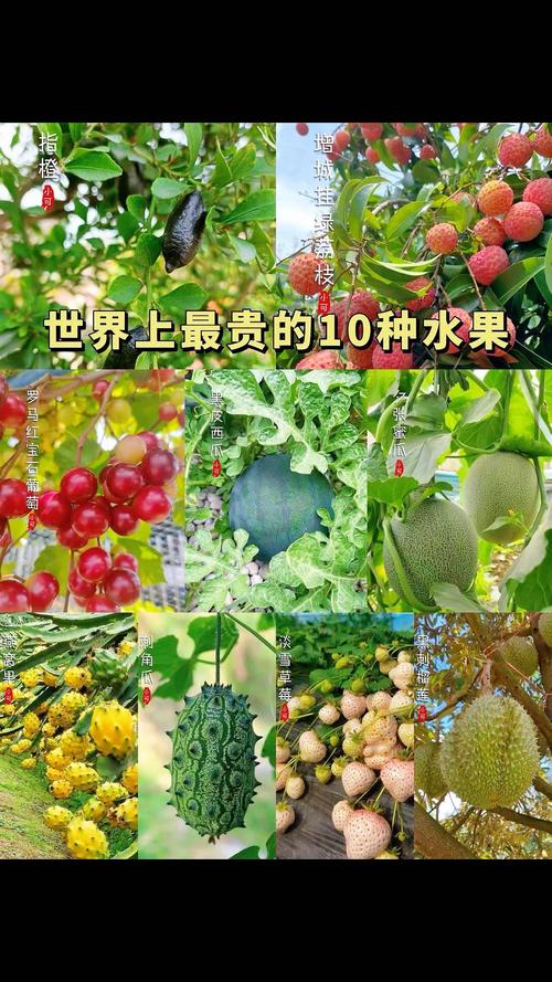 高档水果品种有哪些？-图3