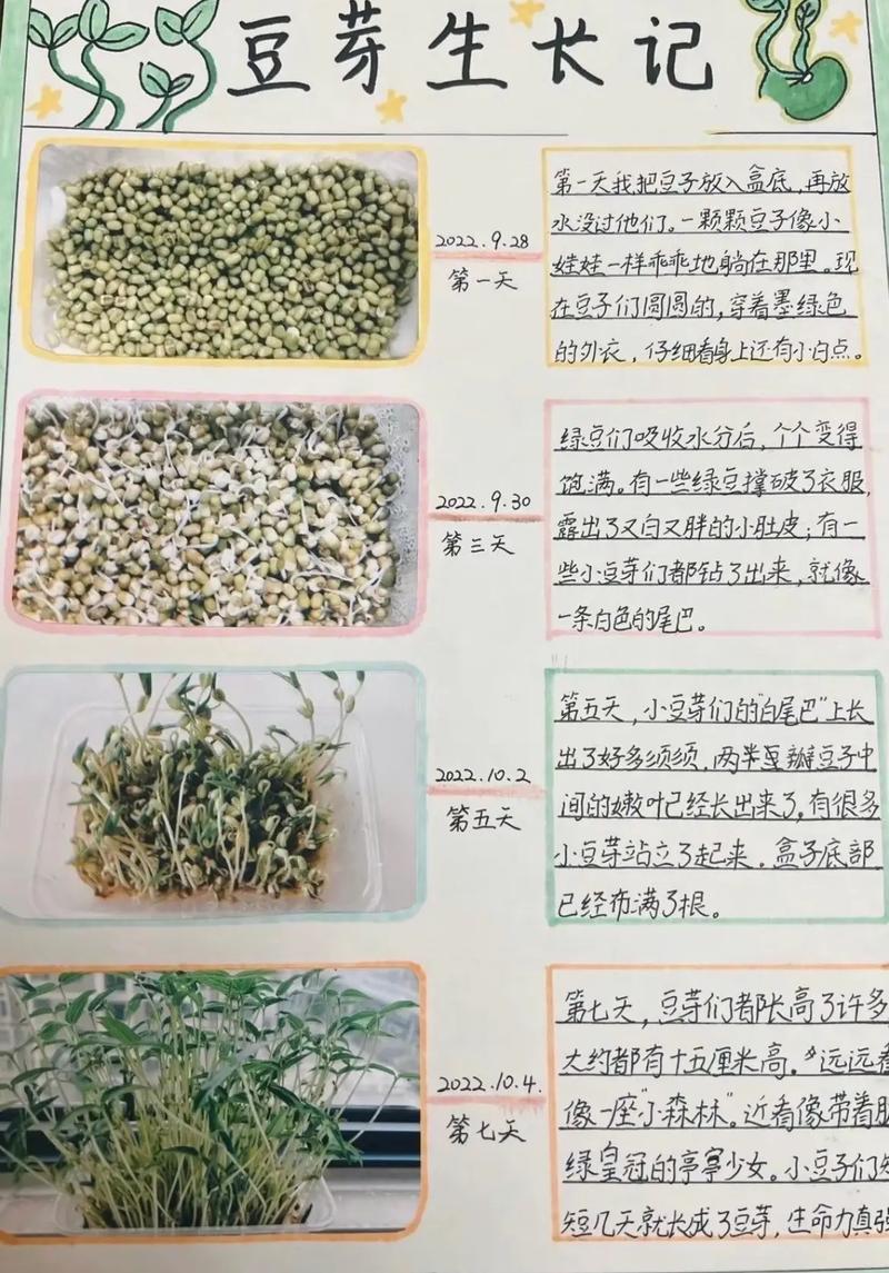 豆芽种植技术有哪些关键步骤？-图2