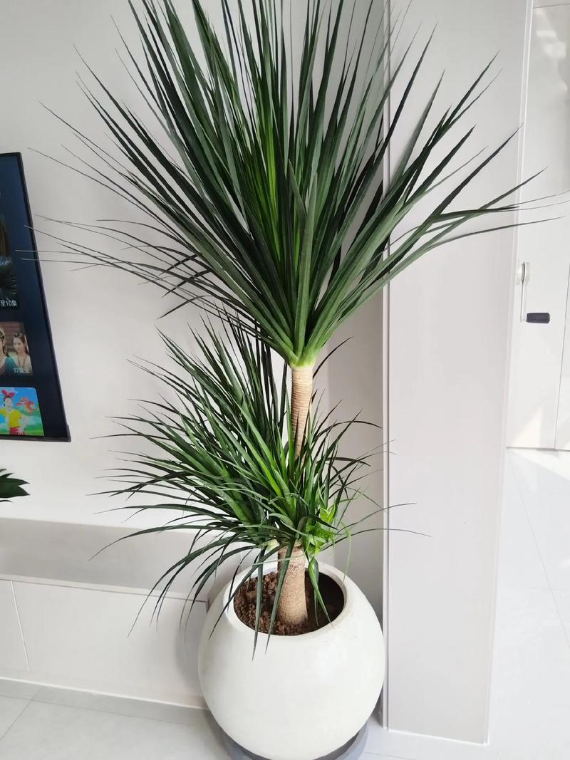 家养龙血树具体是哪个品种？-图1