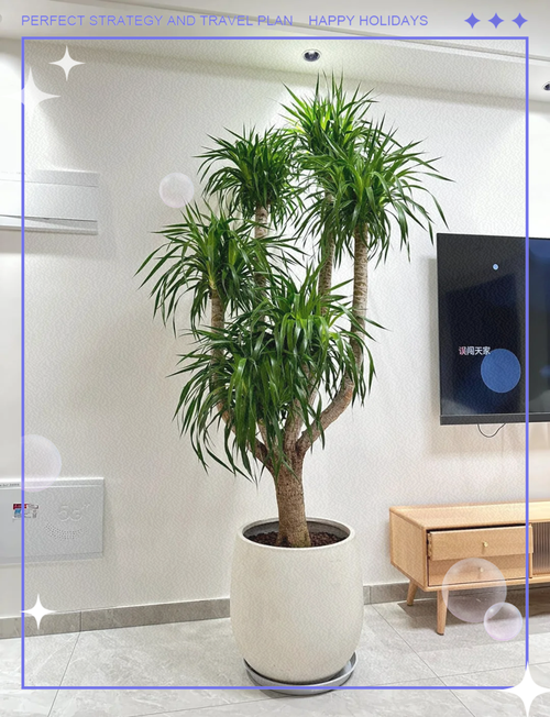 家养龙血树具体是哪个品种？-图3