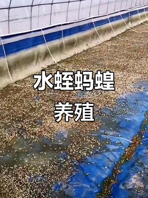 蚂蟥养殖技术视频有哪些关键要点？-图2