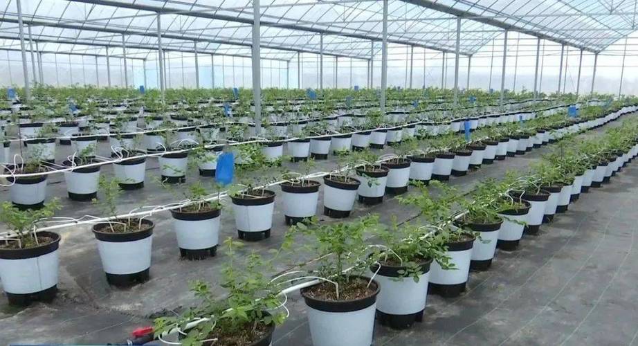 蓝莓种植技术有哪些关键要点？-图1