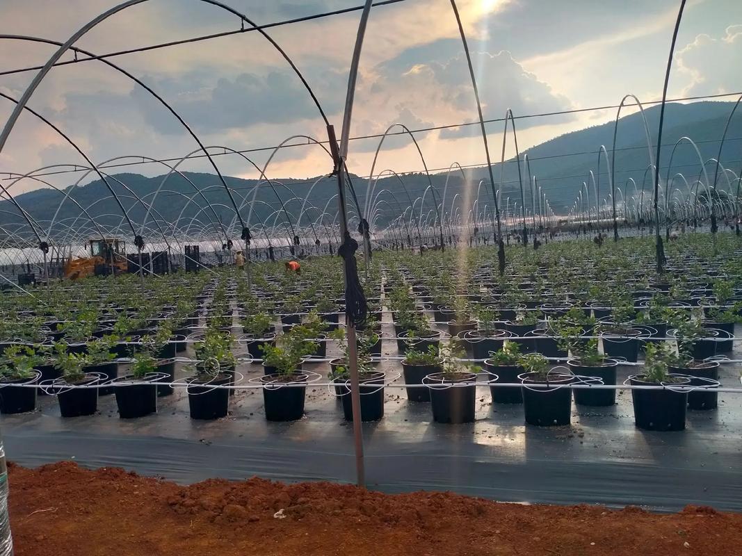 蓝莓种植技术有哪些关键要点？-图2