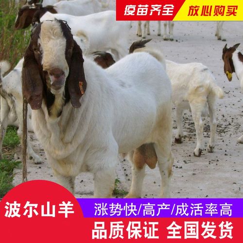 波尔山羊最新价多少?-图1 波尔山羊最新价多少?-图1
