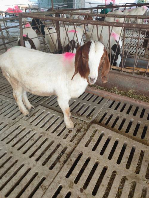 波尔山羊最新价多少?-图2 波尔山羊最新价多少?-图2