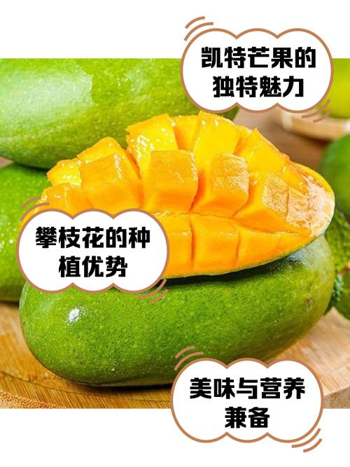 凯特芒果种植技术视频-图1 凯特芒果种植技术视频-图1