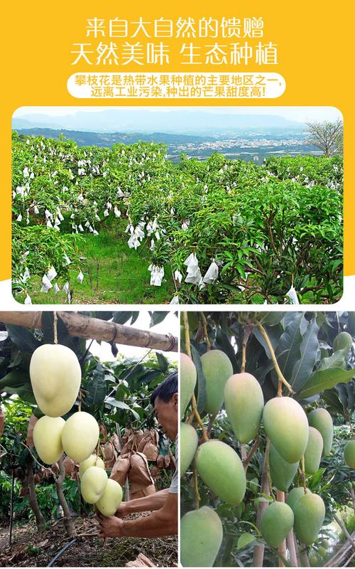 凯特芒果种植技术视频-图2 凯特芒果种植技术视频-图2