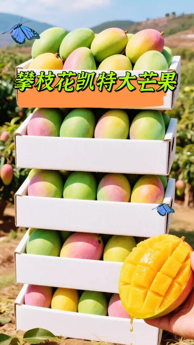 凯特芒果种植技术视频-图3 凯特芒果种植技术视频-图3