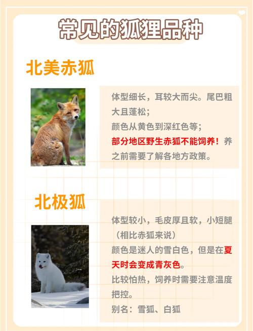 狐狸有哪些品种?附精美图片欣赏。-图1 狐狸有哪些品种?附精美图片欣赏。-图1