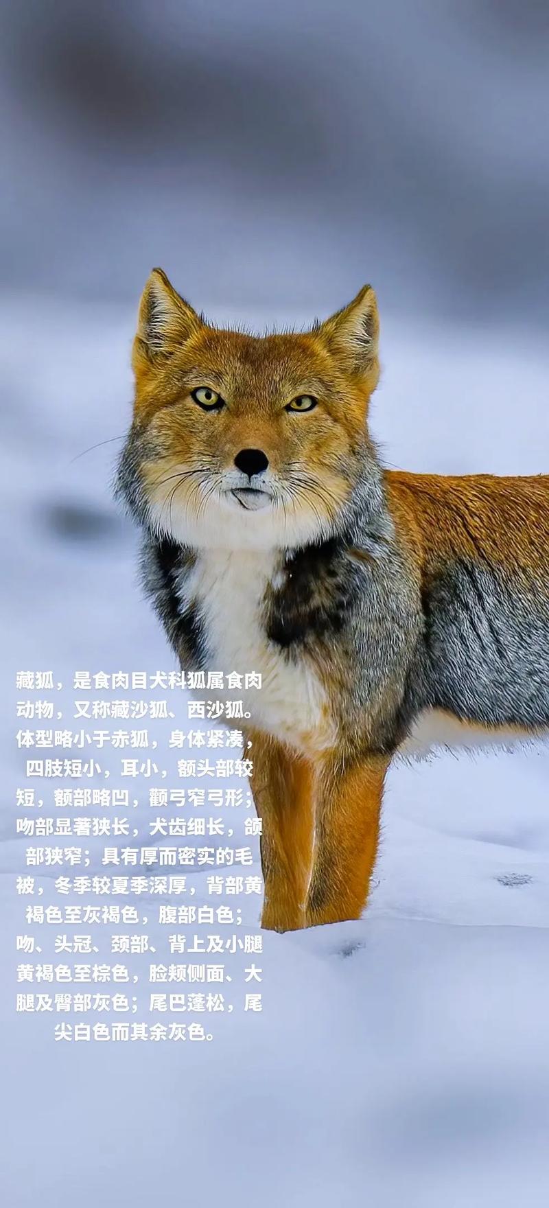 狐狸有哪些品种?附精美图片欣赏。-图2 狐狸有哪些品种?附精美图片欣赏。-图2