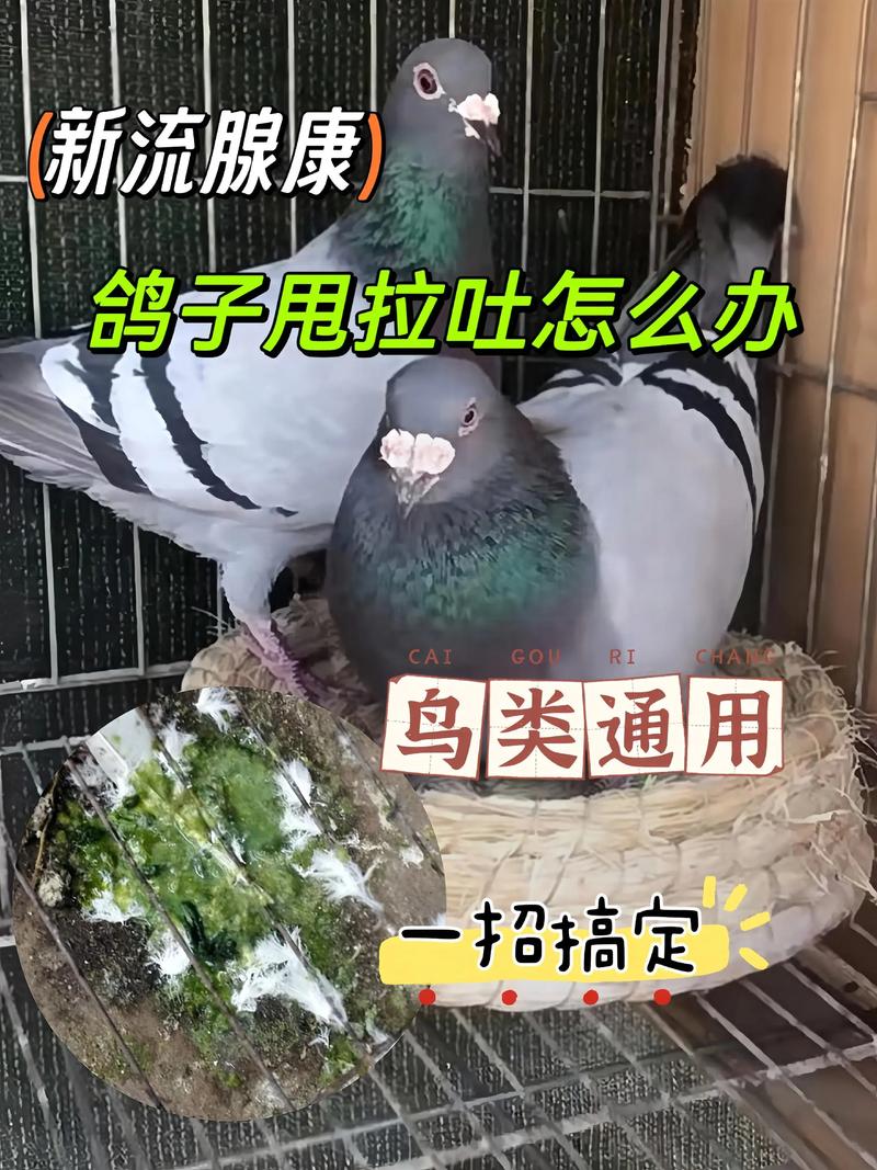 鸽子养殖视频技术要点有哪些?-图1 鸽子养殖视频技术要点有哪些?-图1