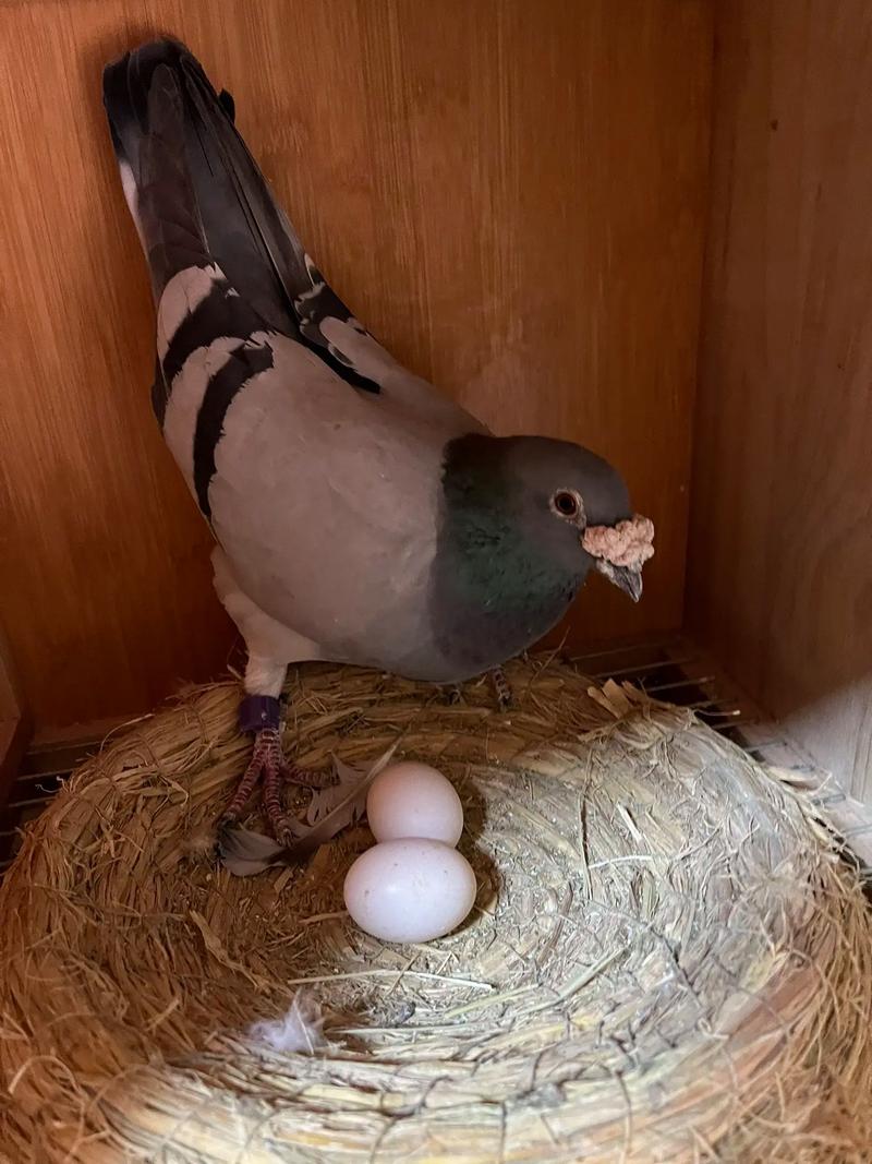 鸽子养殖视频技术要点有哪些?-图2 鸽子养殖视频技术要点有哪些?-图2