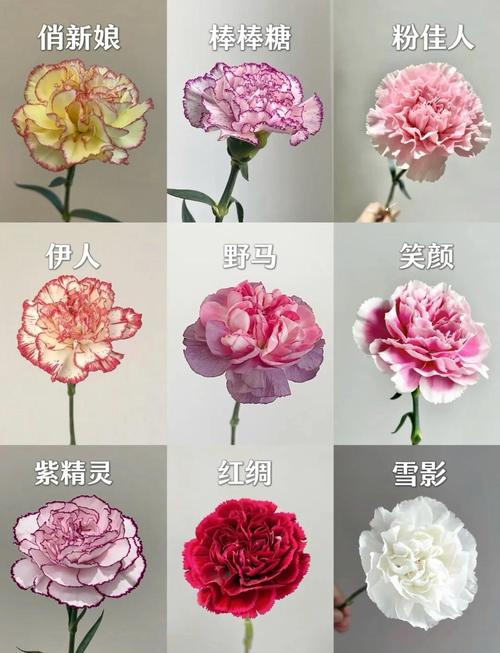 康乃馨品种图片及简介-图1 康乃馨品种图片及简介-图1