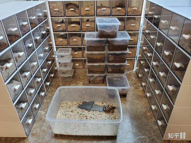 室内蝎子养殖技术方法有哪些?-图1 室内蝎子养殖技术方法有哪些?-图1