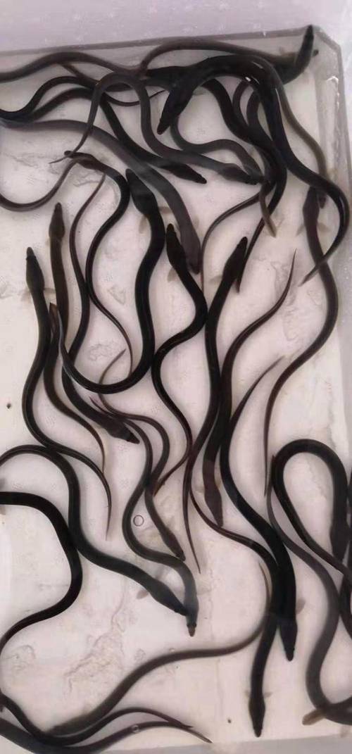 2025年鳗苗价格会涨还是跌?-图1 2025年鳗苗价格会涨还是跌?-图1