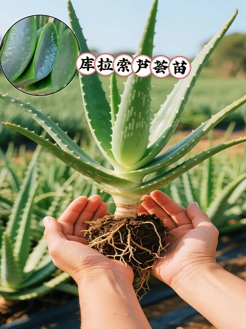 库拉索芦荟品种有哪些?附图片识别指南。-图1 库拉索芦荟品种有哪些?附图片识别指南。-图1